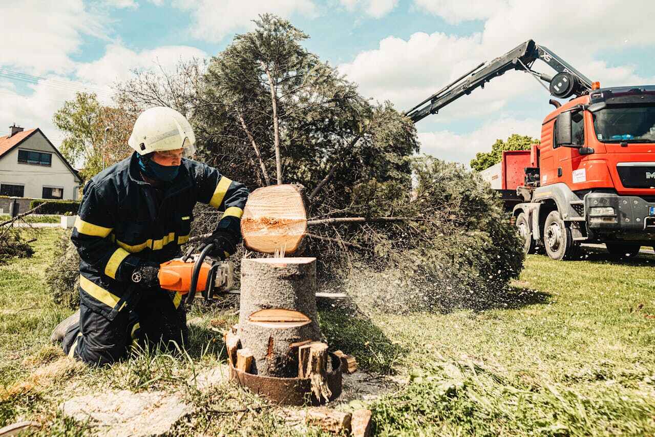 Best Palm Tree Trimming  in Braham, MN